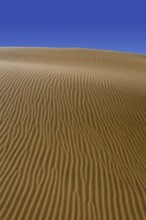 Desert dunes sand in Maspalomas Oasis Gran Canaria at Canary islands