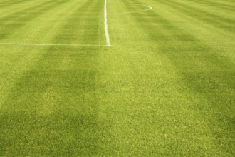 Area white lines on football green grass field