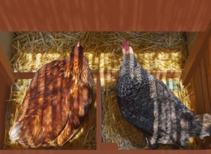 Hen poultry house nest with 2 hens incubate on straw