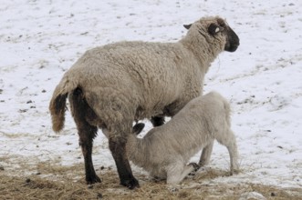 A sheep feeds a lamb on snow-covered ground, sheep, borken, münsterland, germany
