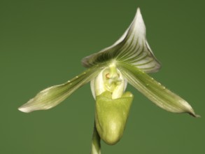 Lady's slipper