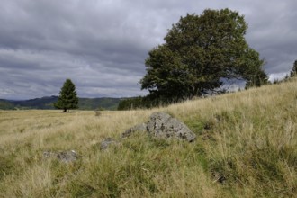 Silver thistle, Carlina acaulis, at Arnsberg, Bavarian Rhoen, Lower Franconia, Bavaria, Germany,