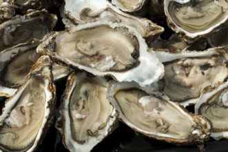 Oysters on a silver tray close up