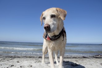 Blonde Labrador on the Baltic Sea beach in Schleswig Holstein, 2015