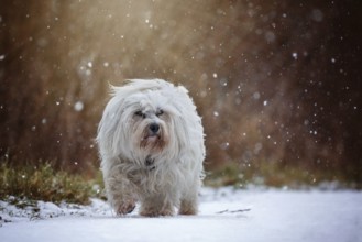 Small white Havanese runs through the snow during snowfall and looks slightly past the photographer