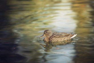 A female mallard duck swimming