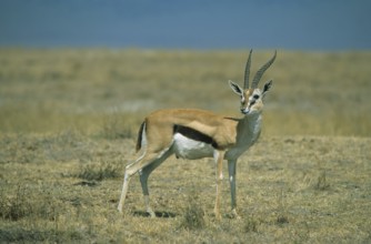 Thomson's gazelle (Gazella thomsoni)