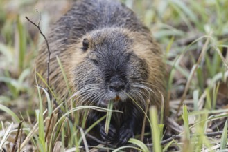 Muskrat (Ondatra zibethicus)