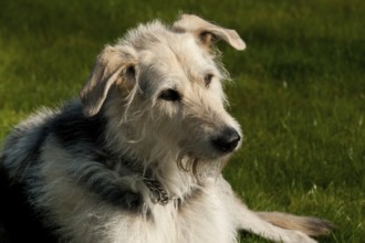 Wolfhound