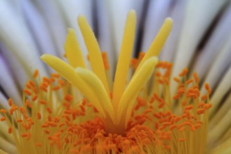 Globe cactus (Astrophytum ornatum)