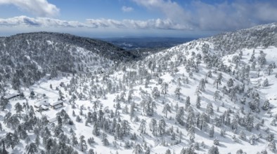 Drone aerial scenery of mountain snowy forest landscape covered in snow. wintertime Troodos