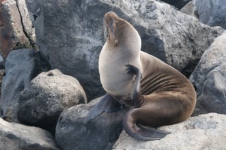 Sea lion (Zalophus wollebaeki)