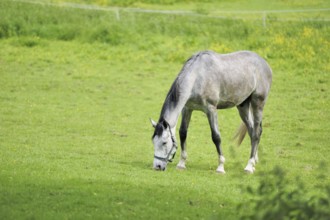 Horse in the pasture (equus ferus caballus)
