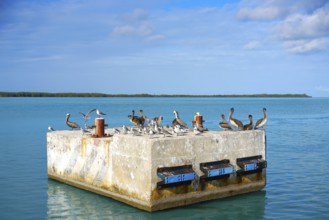 Chiquila port sea gulls and Pelicans in Quintana Roo Mexico