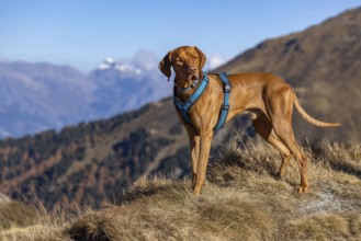 Magyar Vizsla male, 3 years old, in the mountains in autumn grass, La Tzoumaz, Riddes, Valais,