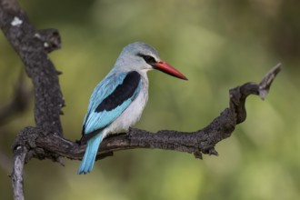 Senegal Kingfisher (Halcyon senegalensis), Qwabi Private Game Reserve, Biosphere Reserve, Limpopo,