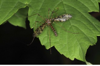 Crane fly, Epiphragma ocellaris, eye snake