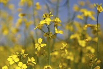 Switzerland, May 04, 2014: Photograph of rape seeds close to Basel, Europe