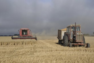 TIMARU, NEW ZEALAND, CIRCA FEBRUARY 2010: Farmers harvest a crop of wheat, South Canterbury, New