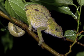 Blue-legged chameleon, (Blue-legged chameleon, (Blue-legged chameleon), female, from Ranomafana,