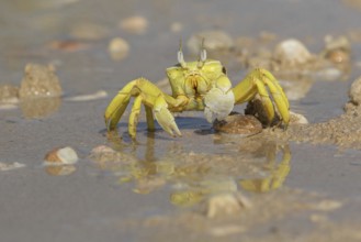 Horned ghost crab, beach, mudflat, horned eye sand crab, Indo-Pacific riding crab, Geisetr crab,