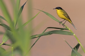 Yellow wagtail, (Motacilla flava feldegg), Motacilla feldegg, Animals, Birds, Middle East, Israel,