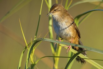 Marsh Warbler, (Bradyperus baboecala) animals, birds, songbirds, biotope, habitat, sits, reed,