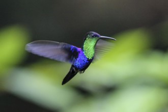Green crowned nymph in flight (Thalurania colombica fannyae)