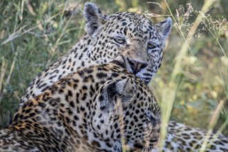 Leopard grooming another Leopard in the Kruger National Park, South Africa, Africa
