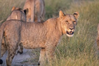 A Lion cub looking at the camera in the Chobe National Park, Botswana, Africa