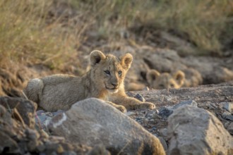 Two Lion cubs laying in a dry riverbed in the Pilanesberg National Park, South Africa, Africa