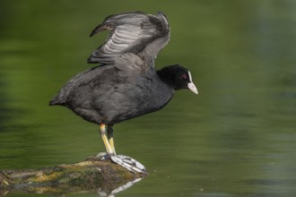 Eurasian coot (Fulica atra) stretching its wings on a river. Bas-Rhin, Collectivite europeenne