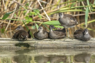 Family of five young common moorhen (Gallinula chloropus) resting together on a tree trunk in a