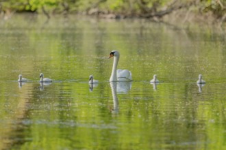 Mute swan (Cygnus olor) with her chicks in a river. Bas-Rhin, Collectivite europeenne d'Alsace,