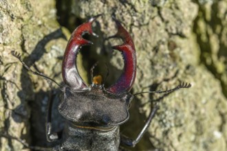 Kite stag beetle on the trunk of an oak tree in spring. France