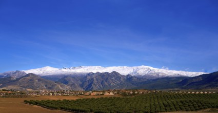 Sierra Nevada mountains in Granada with snow on tip and olive tree fields of Andalusia