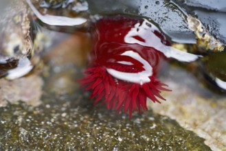 Actinia equina sea tomato red anemone in Galicia sea of Spain