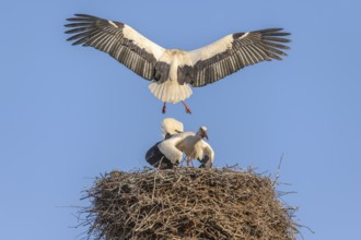 White stork in courtship period in early spring, France, Alsace, Europe