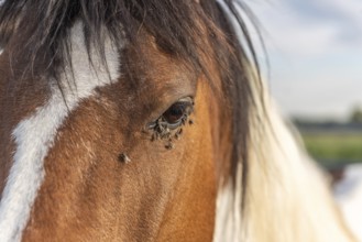 Horses in a pasture in the French countryside in spring