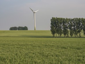 A wind turbine and a row of trees in a wide wheat field, borken, münsterland, germany