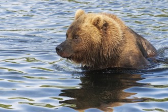 Portrait of Kamchatka brown bear in river. Wild terrible beast fishing red salmon fish during