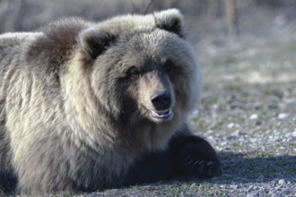 Hungry young wild Kamchatka brown bear lies on stones, breathes heavily and looking around. Extreme
