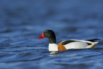 Common Shelduck on a pond. Shelduck on a pond
