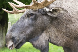 Detail of the head of a male elk moose in autumn, Alces alces