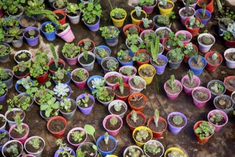 Plants in colourful flower pots in a greenhouse in Maschwitz Province Buenos Aires, Argentina 2017