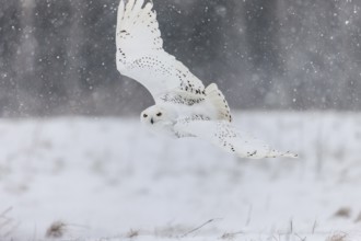 A captive snowy owl (Bubo scandiacus) at a bird of prey sanctury during winter