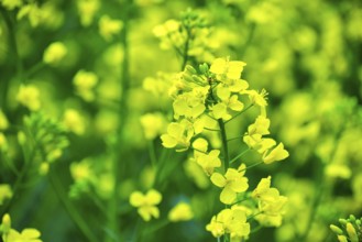 Rapeseed