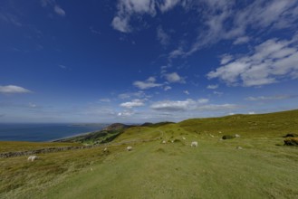 Hilly landscape with green meadows, sheep and stone wall, dry stone wall on the edge of Snowdonia