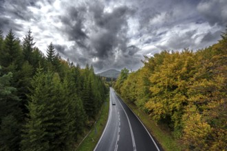 Spruce forest and deciduous forest in autumn