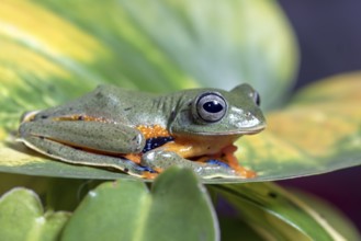 Flying green tree frog on a leaf